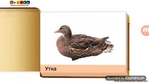 Умачка - Домашние Животные и Птицы Карточки для детей