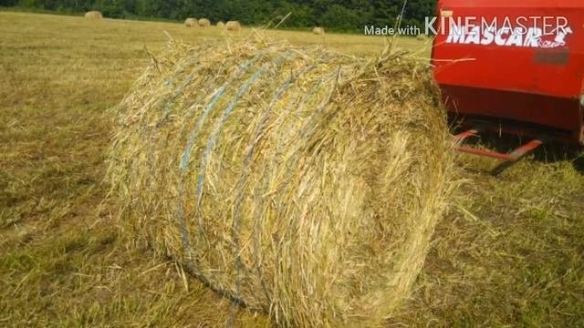 Сенокос 2020,кострец,люцерна, тимофеевка.