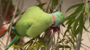 Дикий Ожереловый ПОПУГАЙ. Necklace wild PARROT. ネックレス野生のオウム. 목걸이 야생 앵무새. हार जंगली तोता.