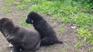 Алабай среднеазиатская овчарка из питомника АЗ Марал продажа ватсап вайбер +79278137957