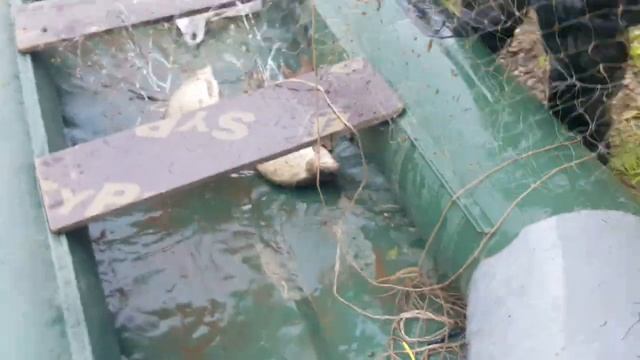 Рыбалка на КОСЫНКУ 5кг Рыбы один ЗАПЛЫВ кемпинг RUSSIAN смотреть онлайн