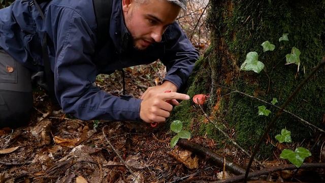 Fistuline hépatique ou langue de boeuf (Fistulina hepatica) - champignon comestible смотреть онлайн