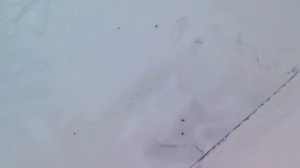 Пчелы опоносились.  Пересадил  в другой улей. Результат на следующий день