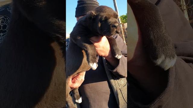 Щенок алабая среднеазиатской овчарки из питомника Аз марал продажа +79278137957 Ватсап вайбер смотреть онлайн