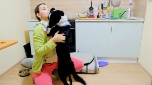 Щенок Бордер-колли 4 месяца. Веспер, дрессировка, трюки, прогулки. Border collie 4 month.