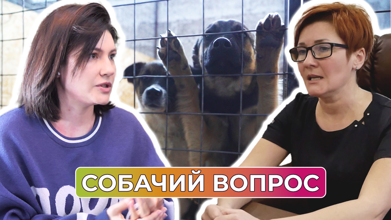 Новый подрядчик по отлову бездомных собак определен в Оренбурге