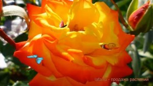 Роза флорибунда Самба (rose samba samba) ? роза Самба обзор: как сажать саженцы розы Самба