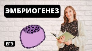 Эмбриогенез