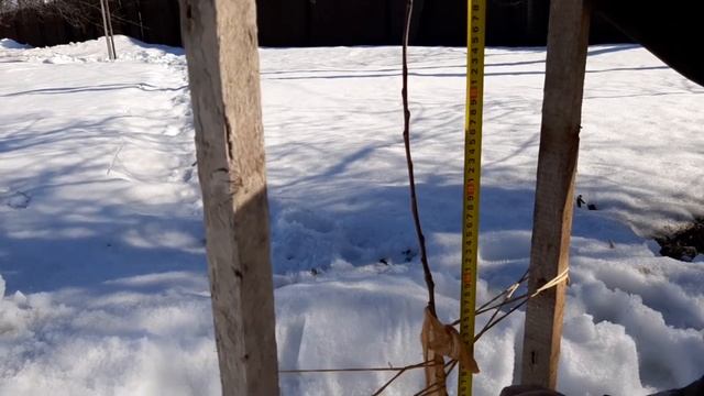 Что сделать с однолетней яблоней - из прутка. смотреть онлайн