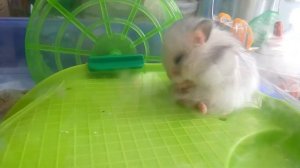 Как хомяк моется? Сирийский хомячок ?Hamsters Babies | Хомячуля: Secret Life Hamster - Pets