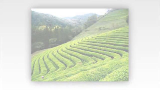 С праздником! 15 декабря Международный день чая смотреть онлайн