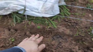Укрытие винограда на зиму в Ленинградской области в Киришском районе. Пошаговая инструкция.