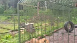 Релакс!/Зоопарк в лесу/Талдомский район/Дмитровская область...🦌