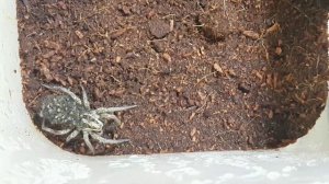 Содержание паука волка