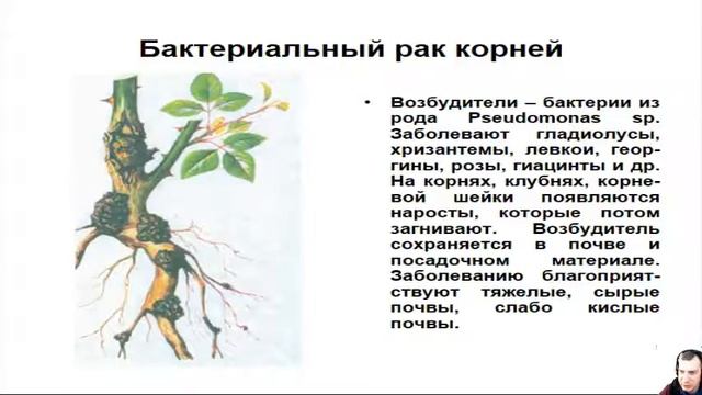 Юный цветовод Болезни цветочных растений и их профилактика