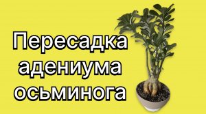 Это черенок! Он дороже простого адениума. Эксперимент с адениумом осьминогом. 16 марта 2024 г.