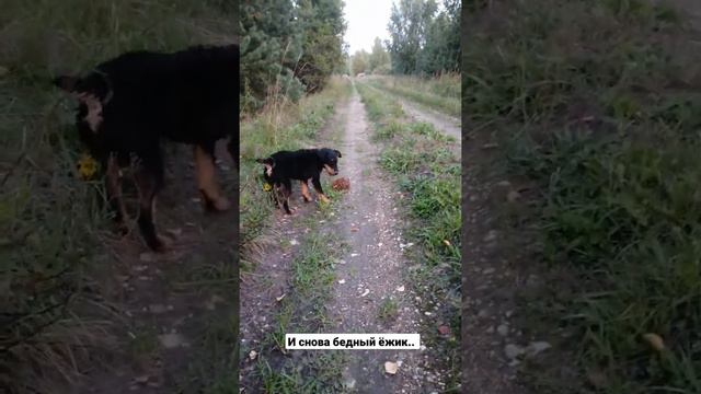 Немецкий ягдтерьер и снова не весёлая судьба ёжика.