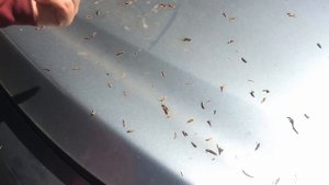 Инфинити Q50 - двойное говно