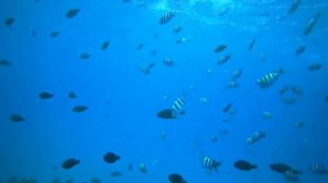 Успокаивающая музыка с рыбками- Relaxing Ocean Fish, Sleep, Spa, Yoga, Meditation Music.