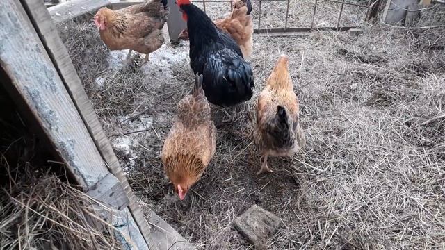 КУРИНОЕ ХОЗЯЙСТВО ВЕСНОЙ...Курица не садится на яйца!!!