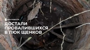 Достали провалившихся в люк щенков