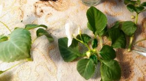 ОСЕННИЕ ЧЕРЕНКИ АМПЕЛЬНОГО БАЛЬЗАМИНА.ПОВТОРНОЕ ЧЕРЕНКОВАНИЕ.