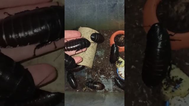 My female Madagascar cockroaches./Мои самки-производительницы мадагаскарских тараканов.