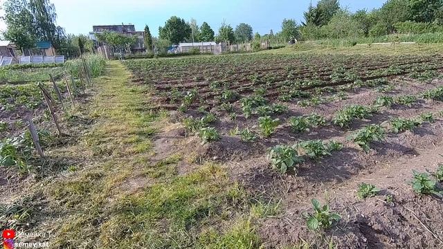 Окучивание картофеля мотоблоком/культиватором. Caiman primo. Выращивание картофеля в деревне