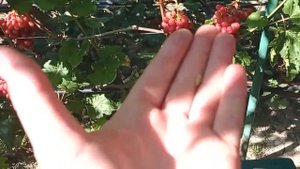 @Виноград Дынька Хороший виноград, красный виноград