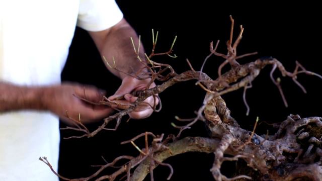 Bonsai de Azaleia - Melany - han kengai (Rhododendron simsii) vídeo 9