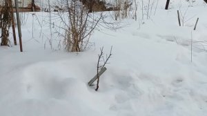 Абрикос на Урале. Что надо знать.