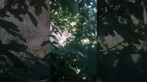 Инжир. Браун Турке не укрывной
