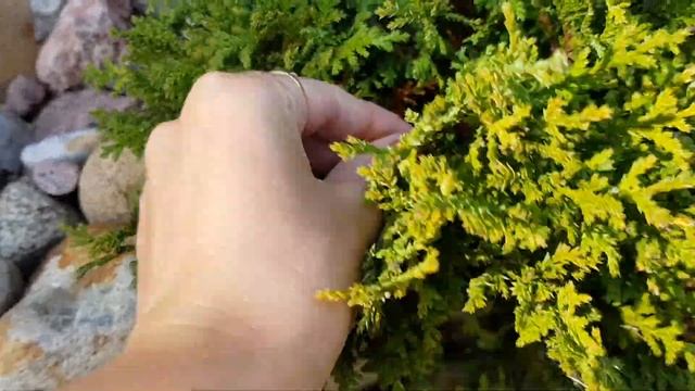 НЕ НУЖНО ПОЛОТЬ! ЛЕНИВАЯ клумба - миксбордер из хвойных растений, ПРОСТО И ОЧЕНЬ КРАСИВО смотреть онлайн