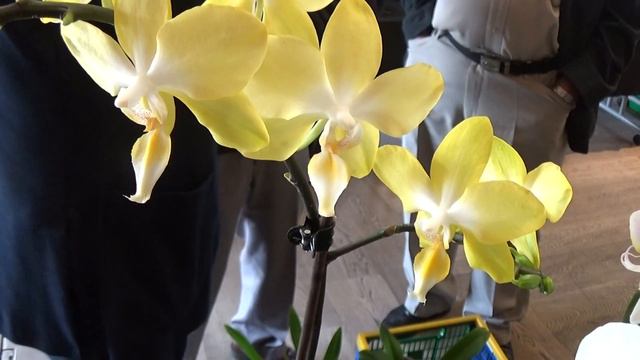 The October Orchid Show. смотреть онлайн