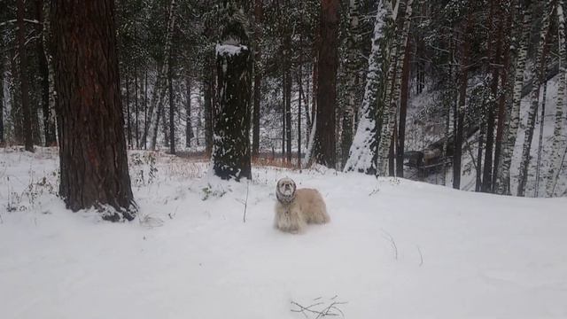 КОКЕР СПАНИЕЛЬ ОХОТИТСЯ В ОВРАГЕ COCKER SPANIEL IS HUNTING IN THE FOREST смотреть онлайн