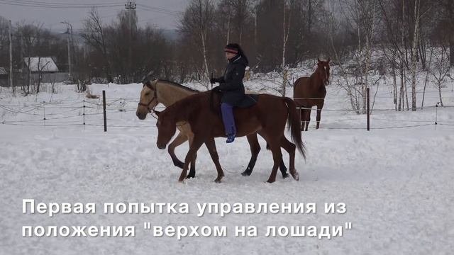 Секреты воспитания лошади