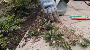 Посадка Офиопагона, весь этап!