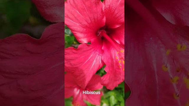 Beautiful Hibiscus #beautiful