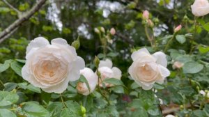 Rose - Desdemona