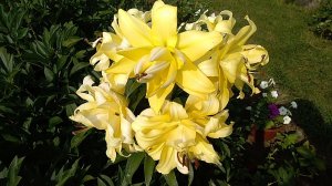 Махровая лилия Экзотик Сан отзыв. Лилия Exotic Sun отзыв