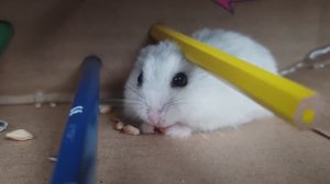 Приключения Хомы! \\ Хомячок ХОМА Проходит лабиринт - 5 препятствий!