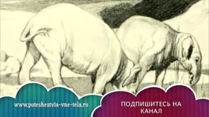 СОННИК - К чему снится СЛОН?