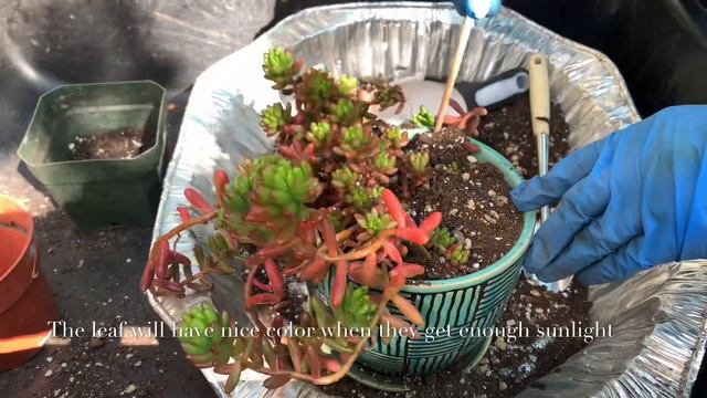 Repotting Succulent ‘Jelly Bean’ 虹之玉换盆 смотреть онлайн
