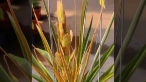 Air plants Species: Tillandsia Creation Tillandsia cyanea x platyrachis