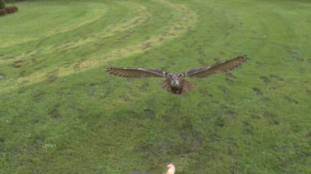 Замедленная съемка полета совы в высоком разрешении Full HD High Speed Movie Eagleowl Photron SA2