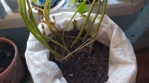 Посадка картофеля в мешке, зимой, на подоконнике. Как получить свежий урожай картофеля весной?