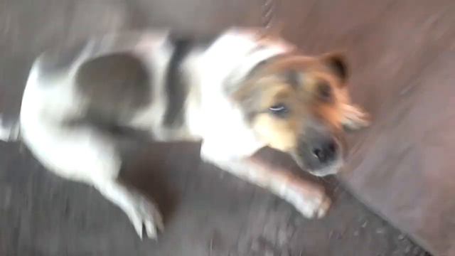 Собака любит не хозяина а племяника смотреть онлайн