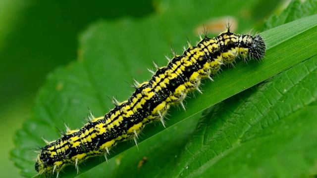 Насекомые для детей Учим насекомых Насекомые мультик Насекомые звуки Развивающие мультики смотреть онлайн