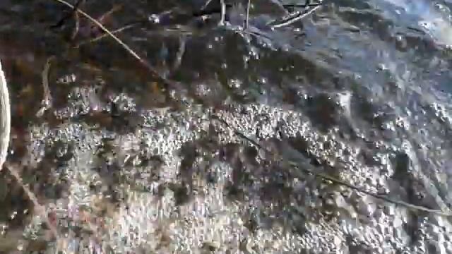 Запускаю малька карпа и белого амура в секретный пруд. Зарыбляем весной. смотреть онлайн