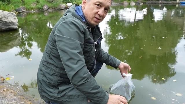 Запускаю белугу в пруд. Осетровые. Разведение рыбы